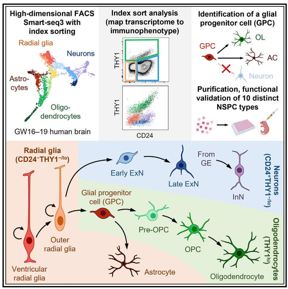 人类神经干细胞与祖细胞的分类与刻画