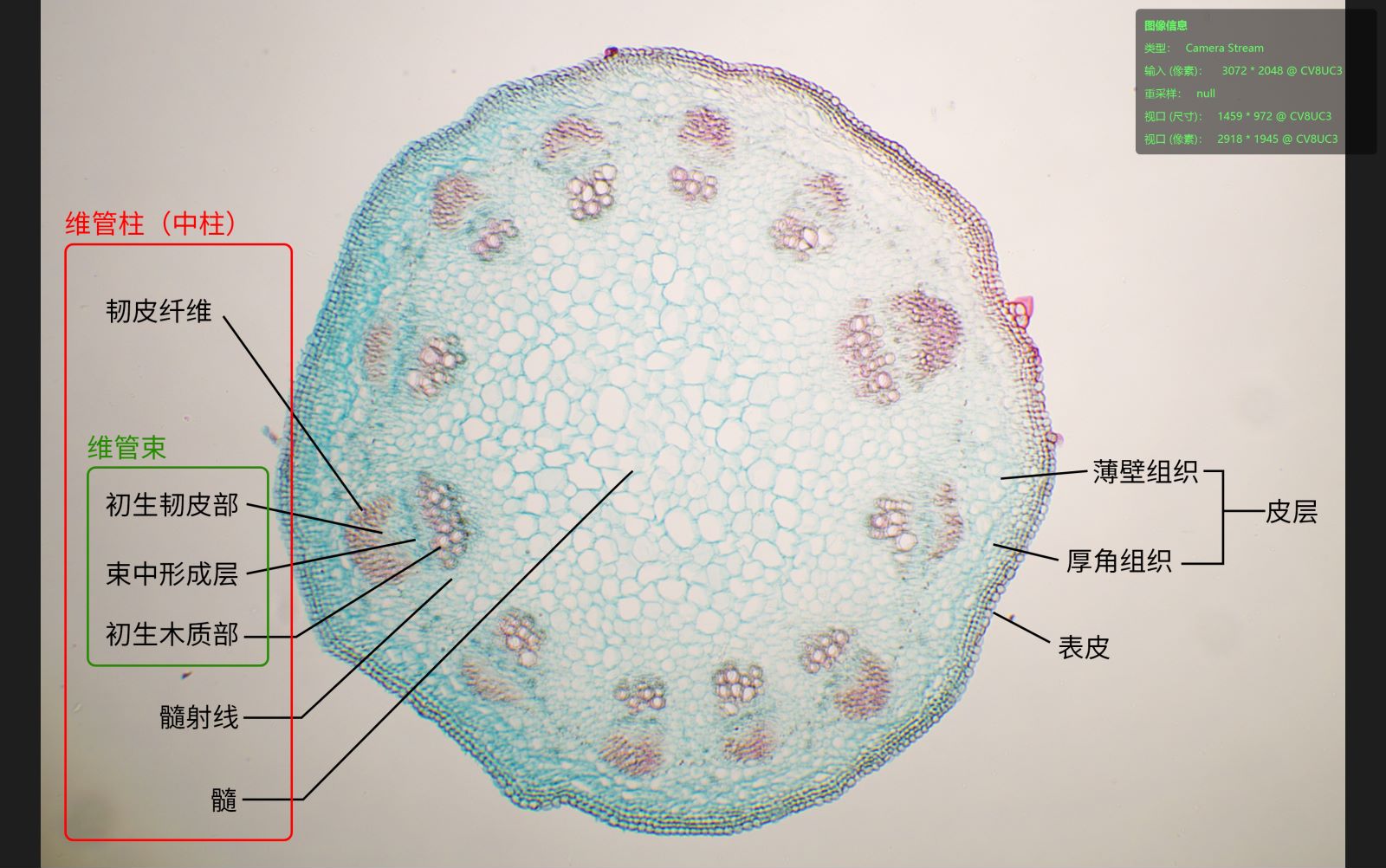 苜蓿茎的初生结构简图图片
