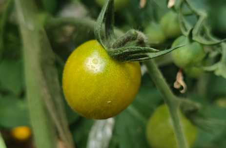 青口蜜小番茄怎么吃?除了生吃还能这样做,口感比西红柿更美味