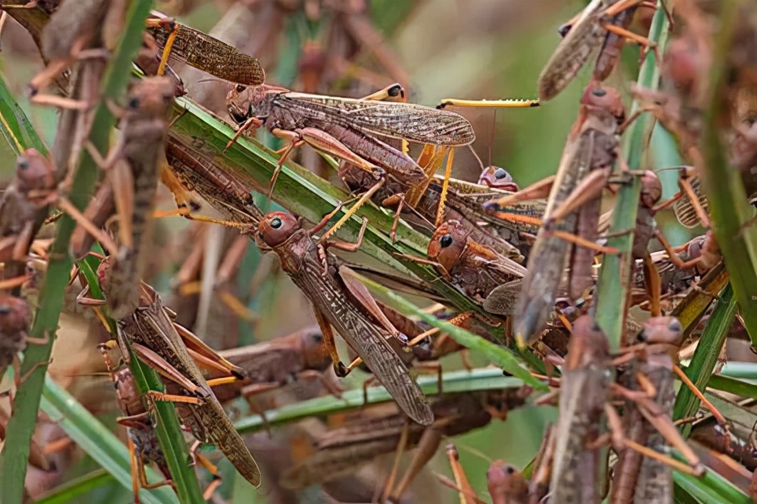 蝗虫是什么 蝗虫就是我们俗称的蚱蜢,种类繁多分布极广,主要出没在