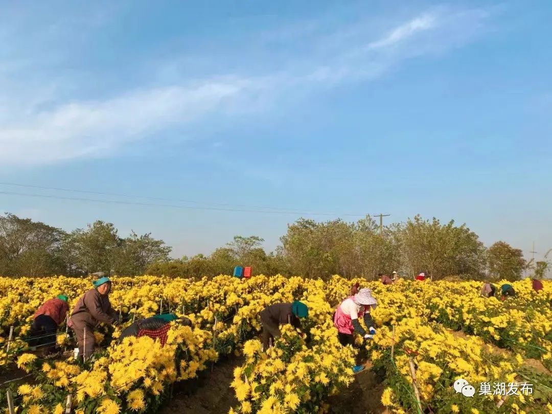 巢湖有个庙岗乡,菊花绽放香扑鼻!