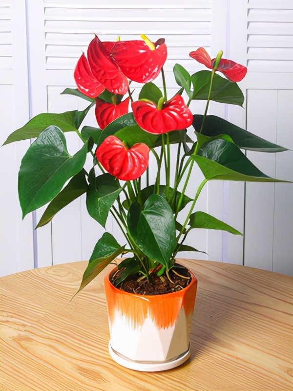 6种"转运花",客厅一放,吉利助财运,没钱更要养一盆!