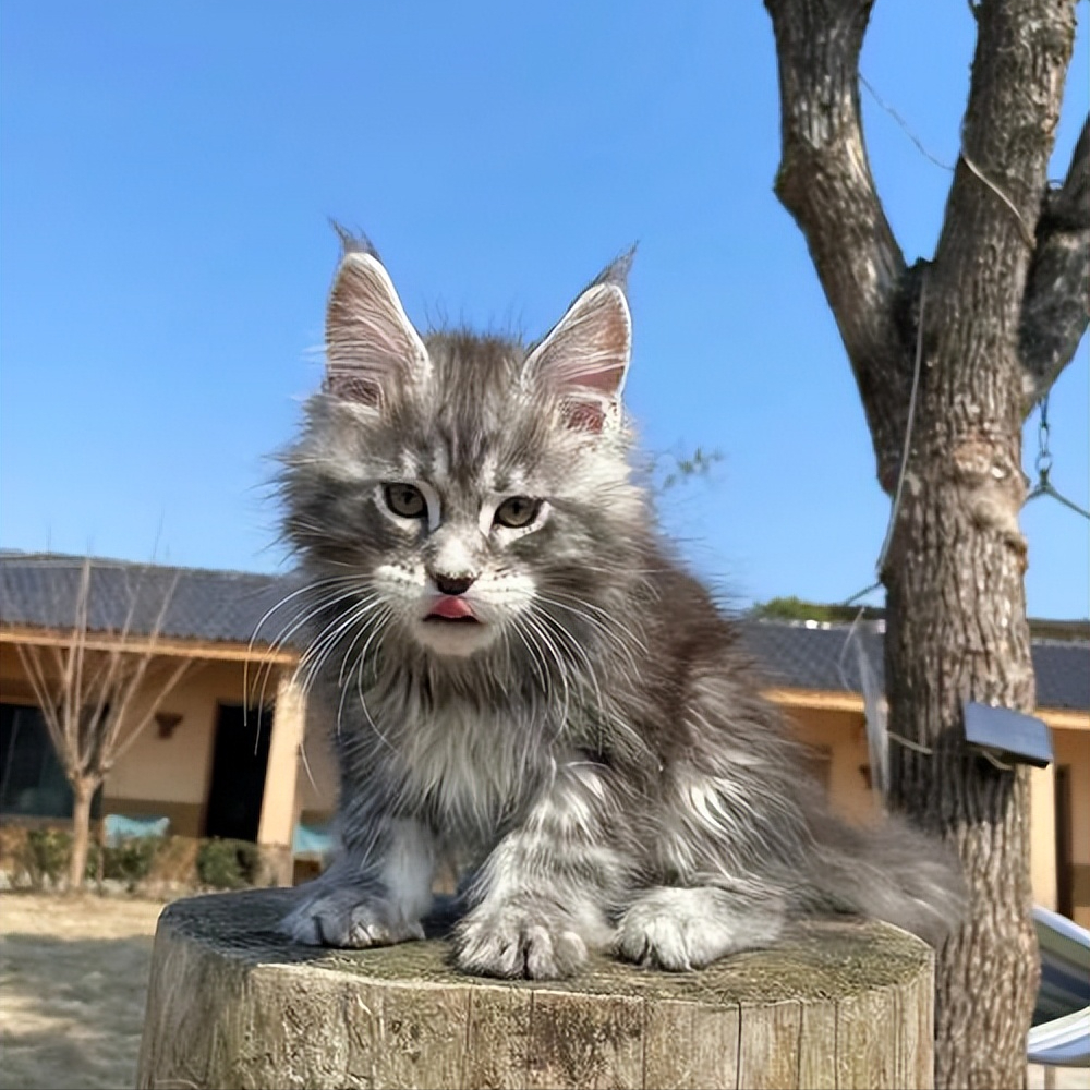 盘点八种"大体型"宠物猫:缅因布偶上榜!大橘:有礼貌但不多!