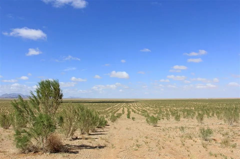 飞播——防沙治沙的阿拉善实践