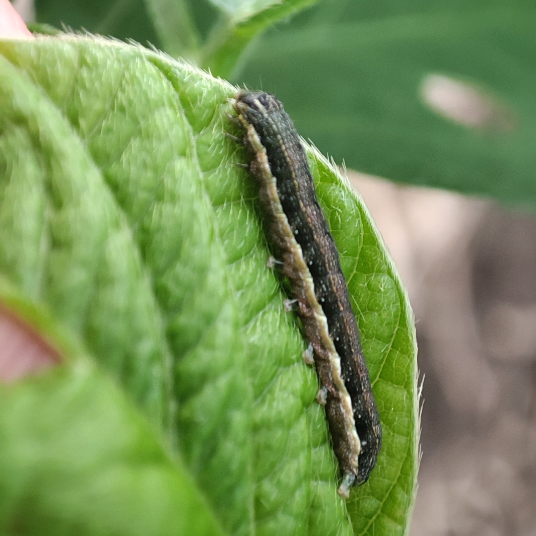 夜蛾类害虫肉虫怎么防治能做到一季无虫