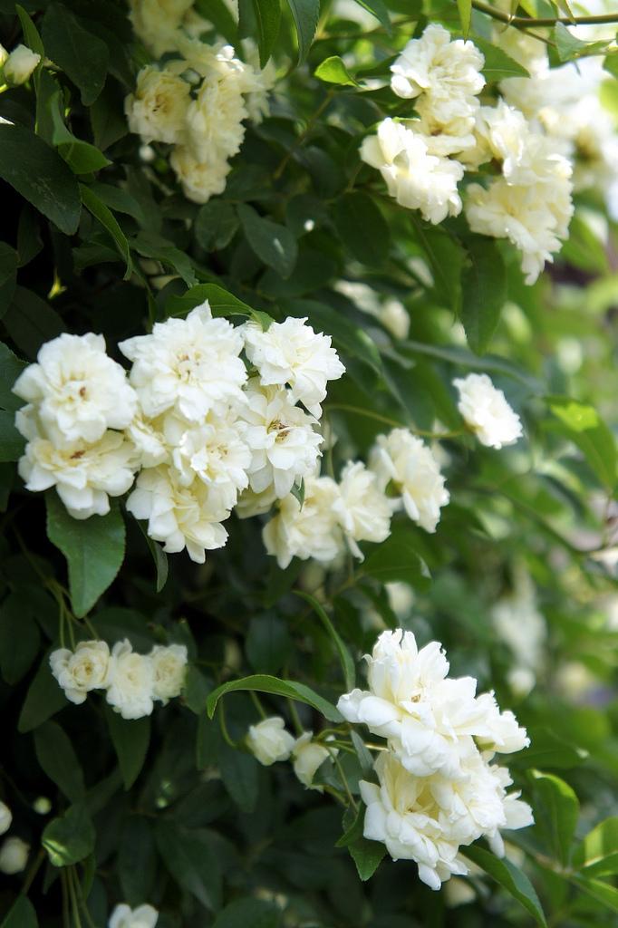 庭院再小,也要养1棵"木香花,1年长成一片,开花多,邻居说美