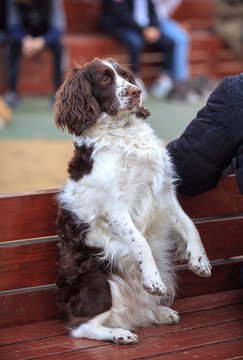 世界十大工作犬警犬排名