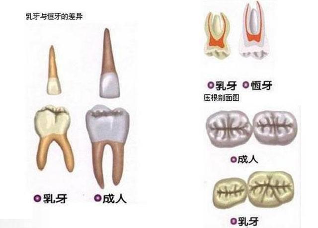 儿童乳牙结构图片图片