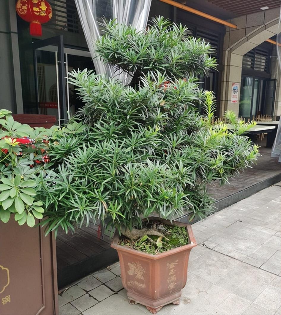 精品绿植——罗汉松