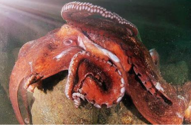 巨型章鱼大战鲨鱼,海底霸王被活活吞噬,镜头拍下精彩一幕!