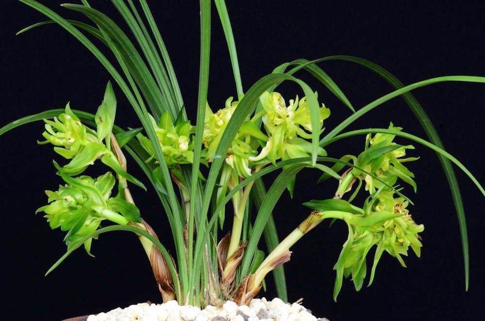 它是"春兰香花"之王,兰香浓郁,不挑土壤好打理,新手也可栽种