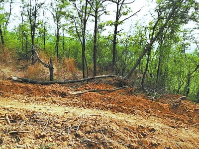 在十年间,毁林近10万亩,甘肃张掖被中央生态环保督察曝毁林现行