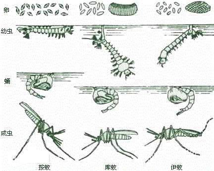 花蚊子成长过程