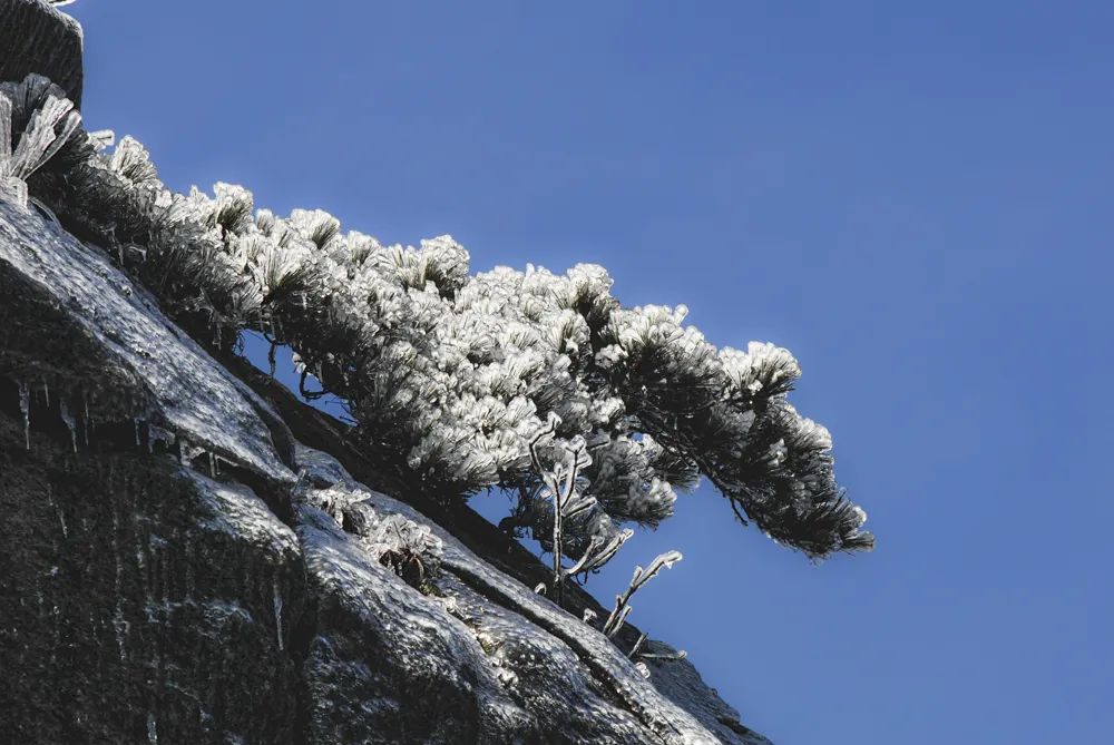 大别山的雪之小品二树上挂冰凌!