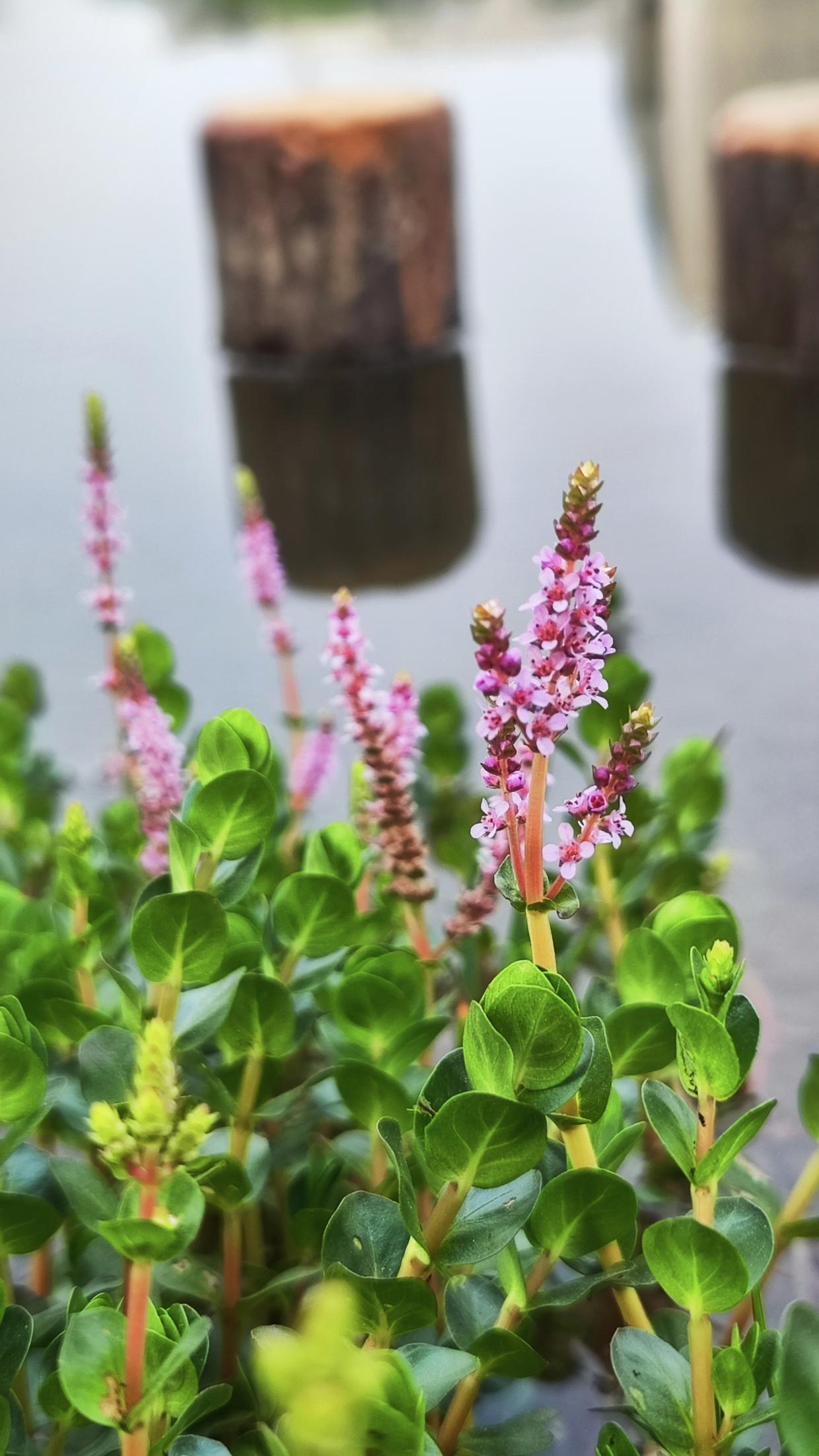 圆叶节节菜:清新可人,生于水边,平凡自得