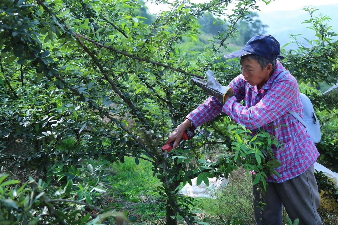 小小青花椒铺就致富路