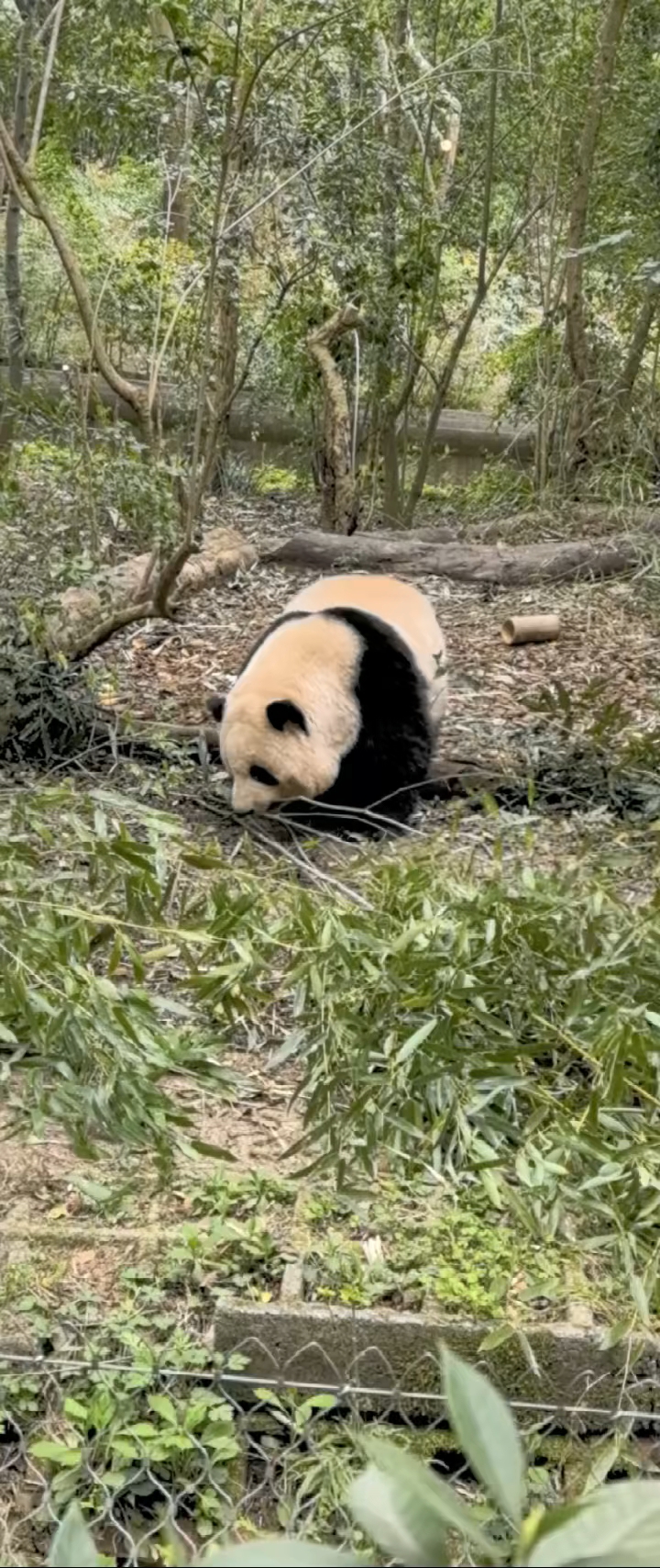 成都市,国宝网红"花花"