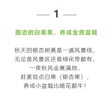 路邊的銀杏果,被他養成搖錢樹,賣了10000塊