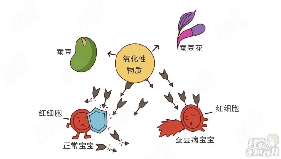 蚕豆花结构简图图片