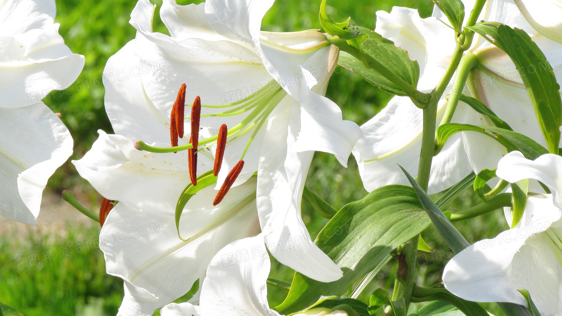 养猫的人千万不要在家养这5种花!