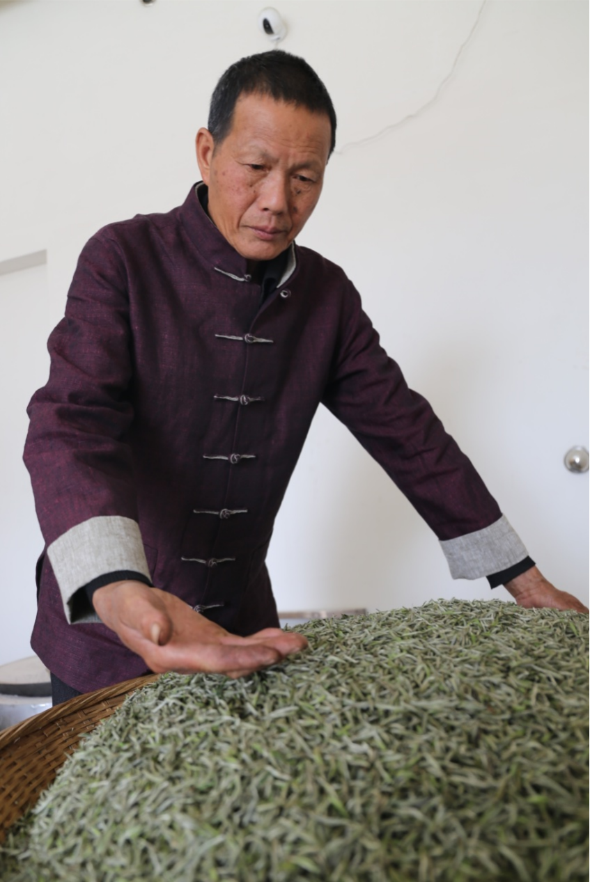 制茶不辍,初心如磐|稀白杯《中国明星制茶师》洪辉龙