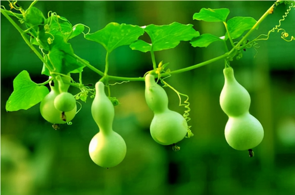 盆栽"小葫芦",一盆能结几十个,福禄满阳台,越小越值钱