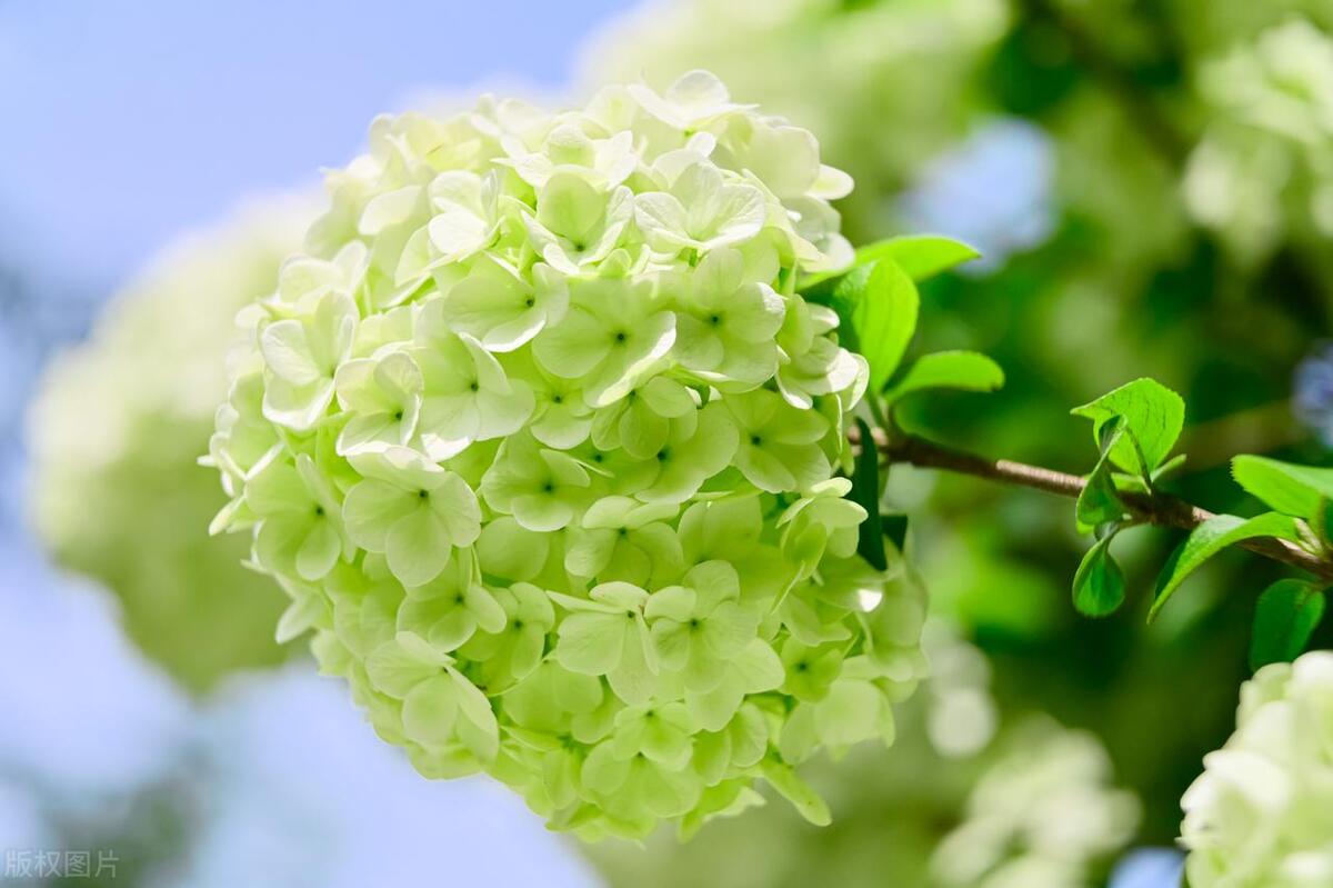 绣球花不开花的原因及解决方法,让花园绽放色彩