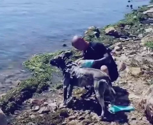 热点|外地游客在云南大理洱海“洗狗”，被罚1000元