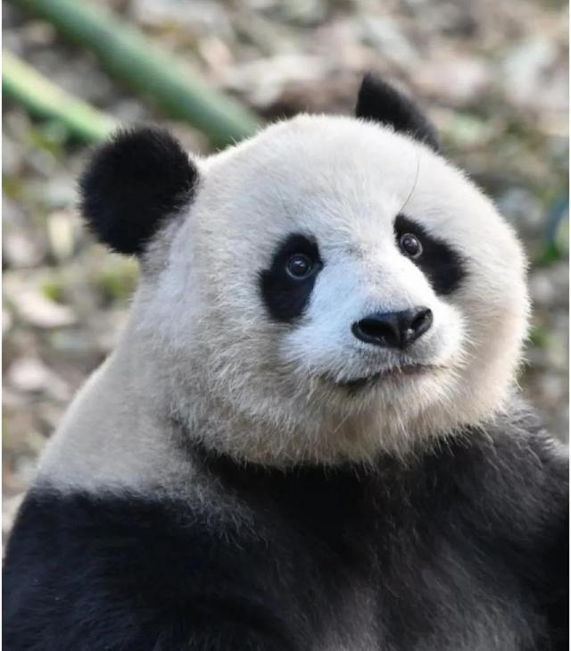 基地最美熊猫北川幸被村民发现,避免被狼群追杀,全过程救助