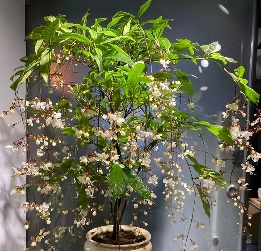 网红盆栽"垂丝茉莉",花如群蝶飞舞,香气四溢,三季有花开
