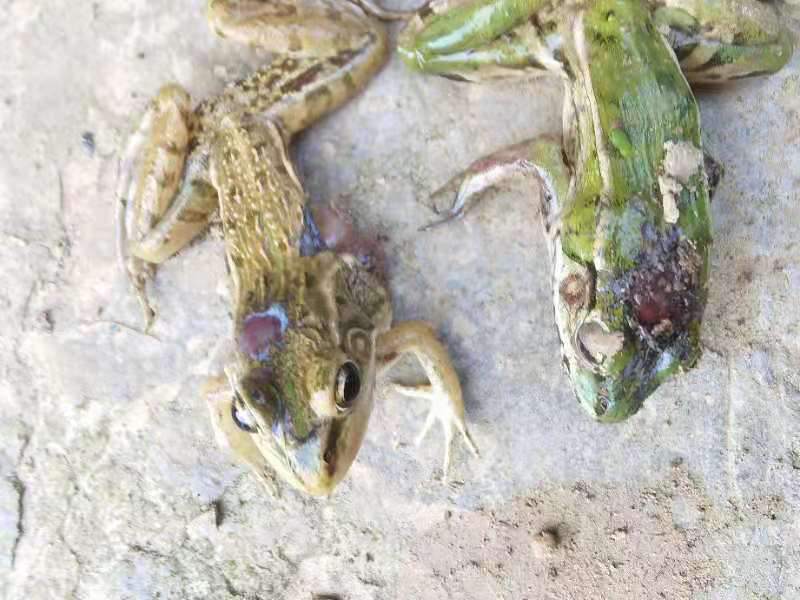 黑斑蛙腐皮大量死亡怎么办华扬动保告诉你