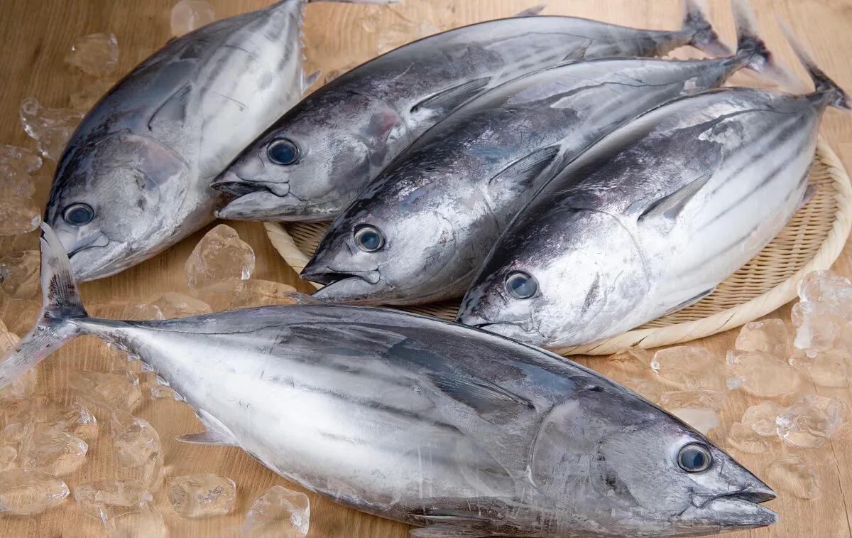 蓝鳍金枪鱼那么稀有,为什么不人工养殖