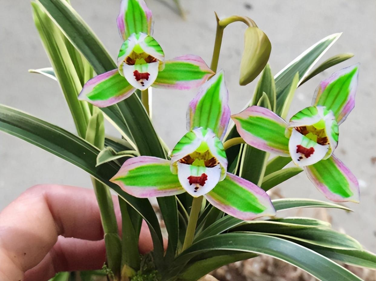 帝王妃兰花——花开双色,极具帝王气息