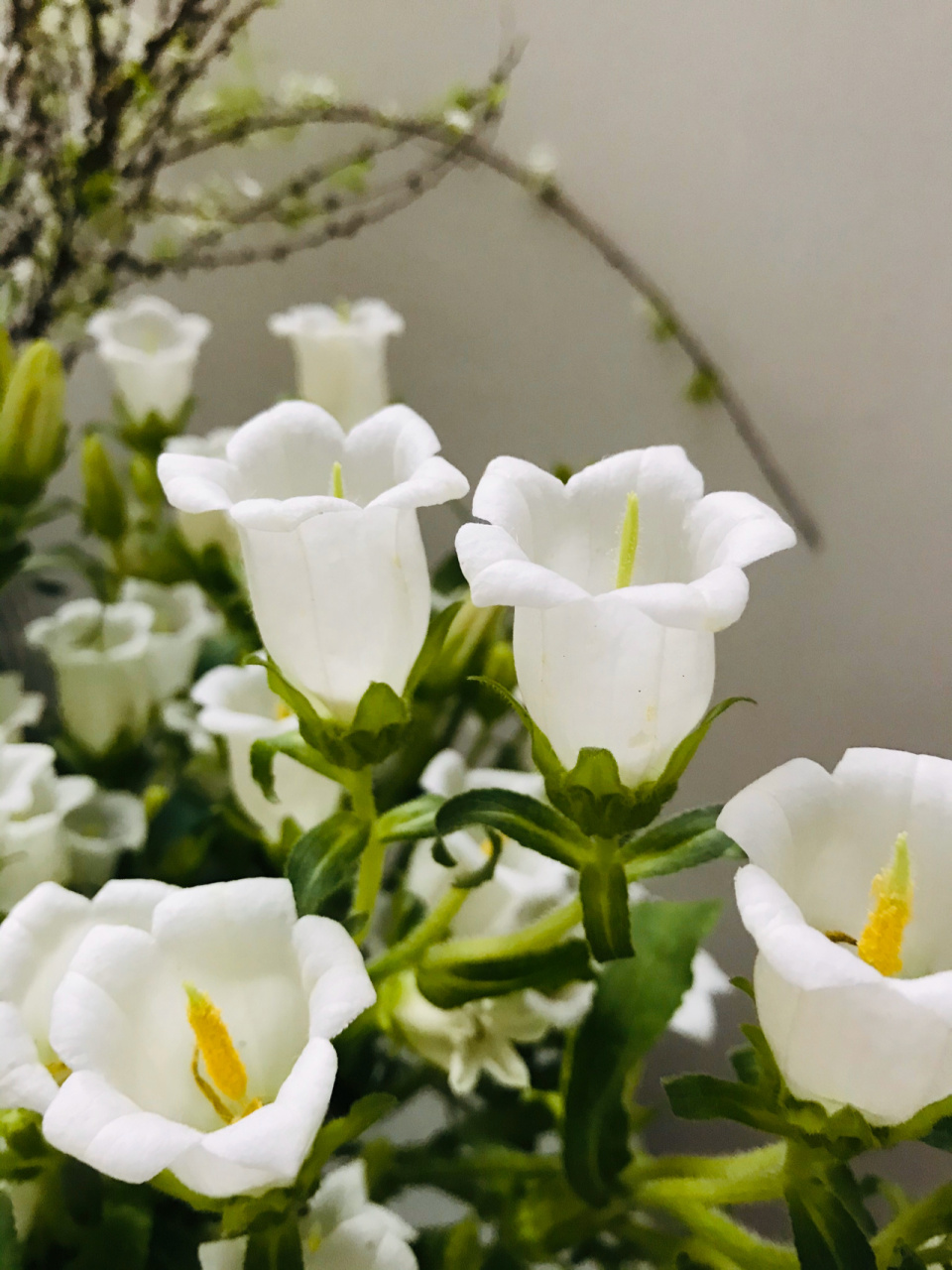 白色风铃花 风铃草?风铃花?