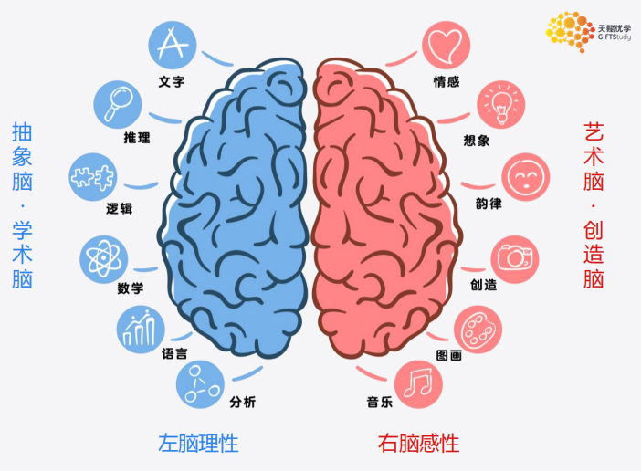 左右脑的结构差异,使我们形成相应更偏左脑或偏右脑的思维认知模式