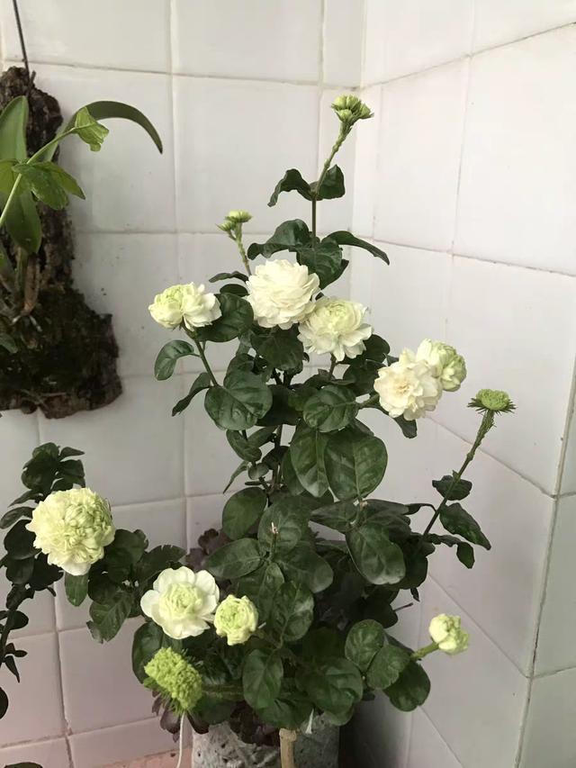 虎头茉莉,优秀的盆栽茉莉花,花色素雅,芬芳馥郁,值得入手
