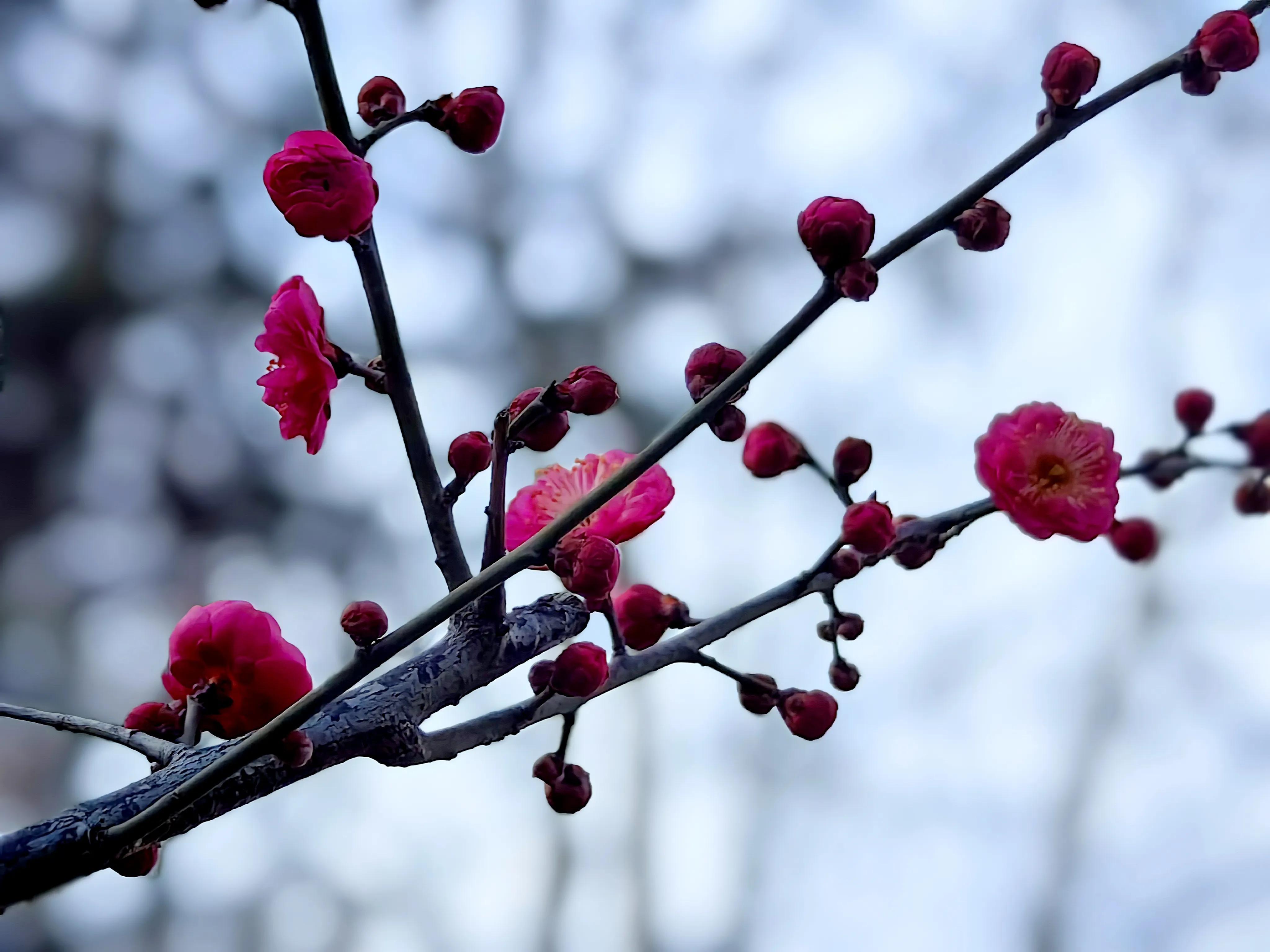 图说丨商丘柘城:红梅花正开 朵朵放光彩