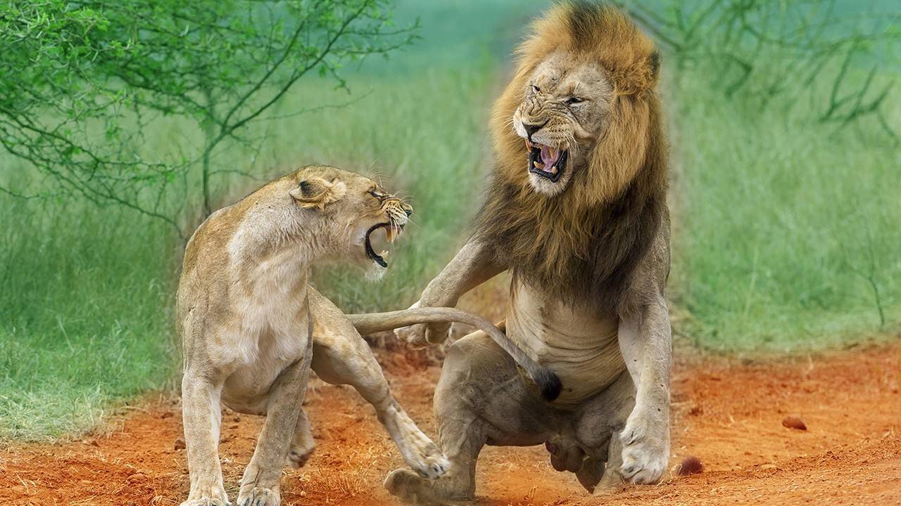 老虎与狮子体型构造相似,"格斗"技巧与招数也相同吗?