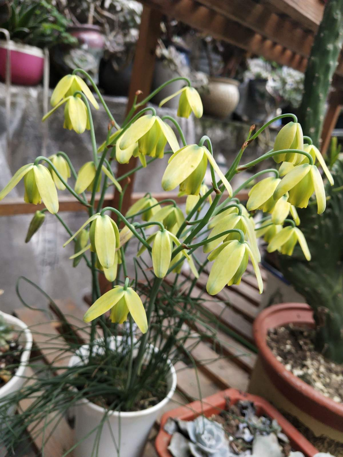 1种花名叫弹簧草,叶子卷卷像弹簧,观赏性很高