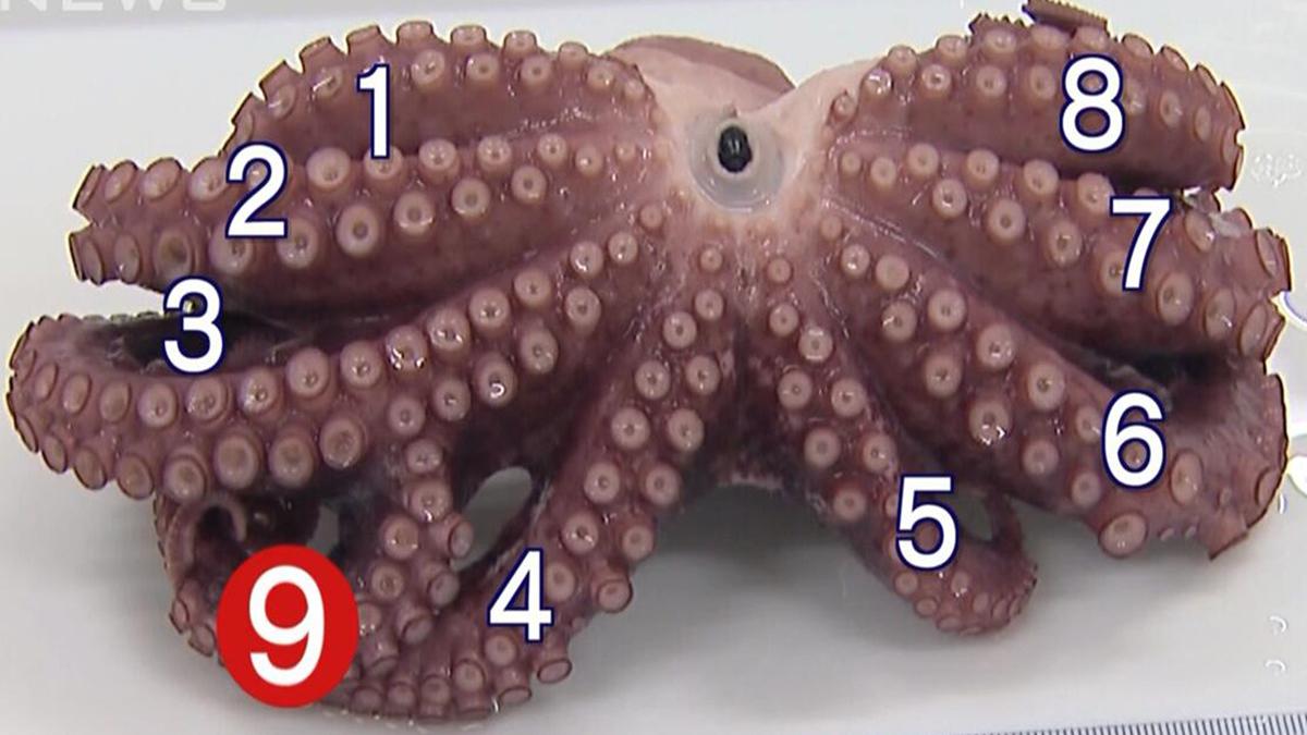 日本核废水排海只是符合标准,并非没有危害