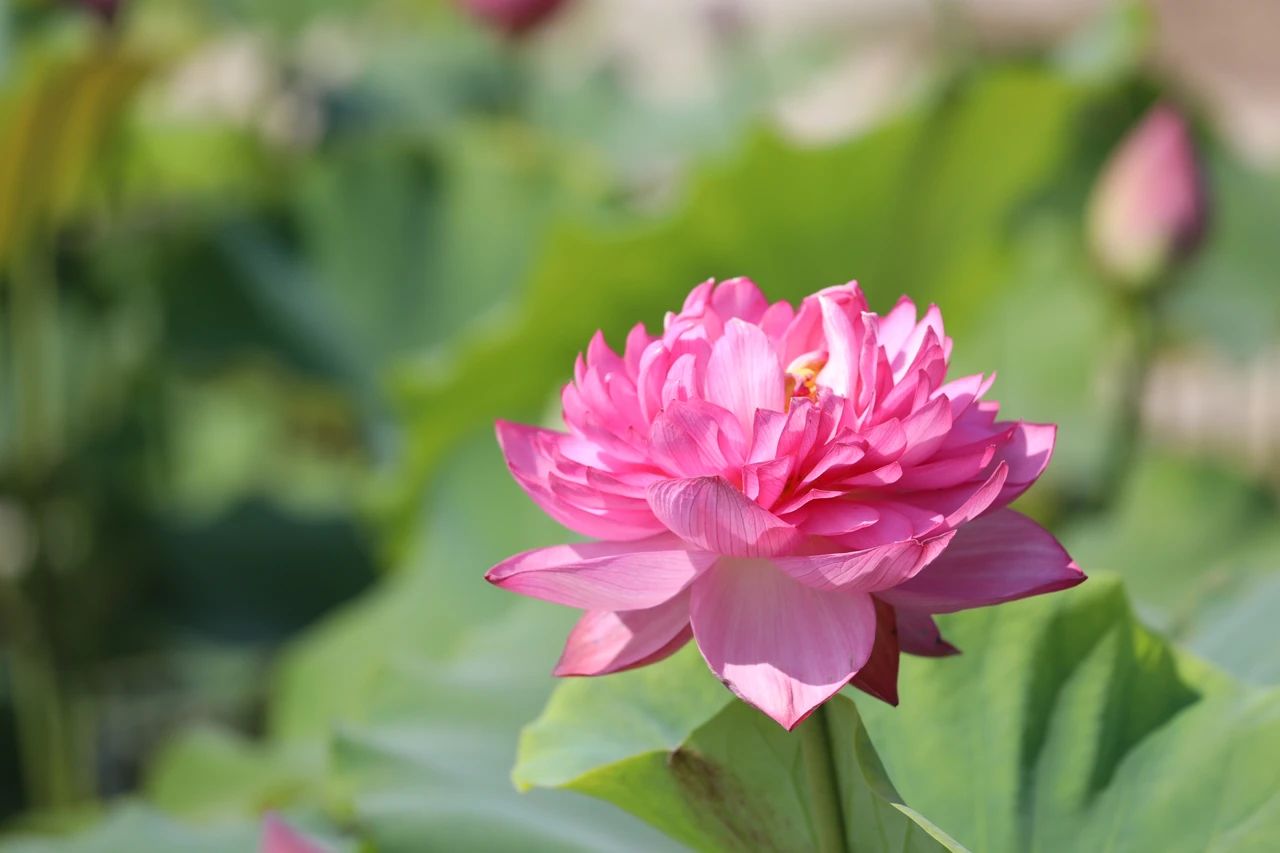 今夏第一朵!圆明园又现罕见"并蒂莲"