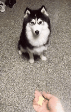 搞笑gif段子:妹子,你是练习舞蹈的吗?这么厉害!我不比了!