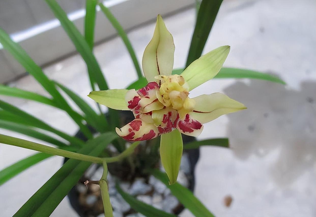 奇特而高雅的兰花——梨山狮王,比绿萝好养,比桂花更香