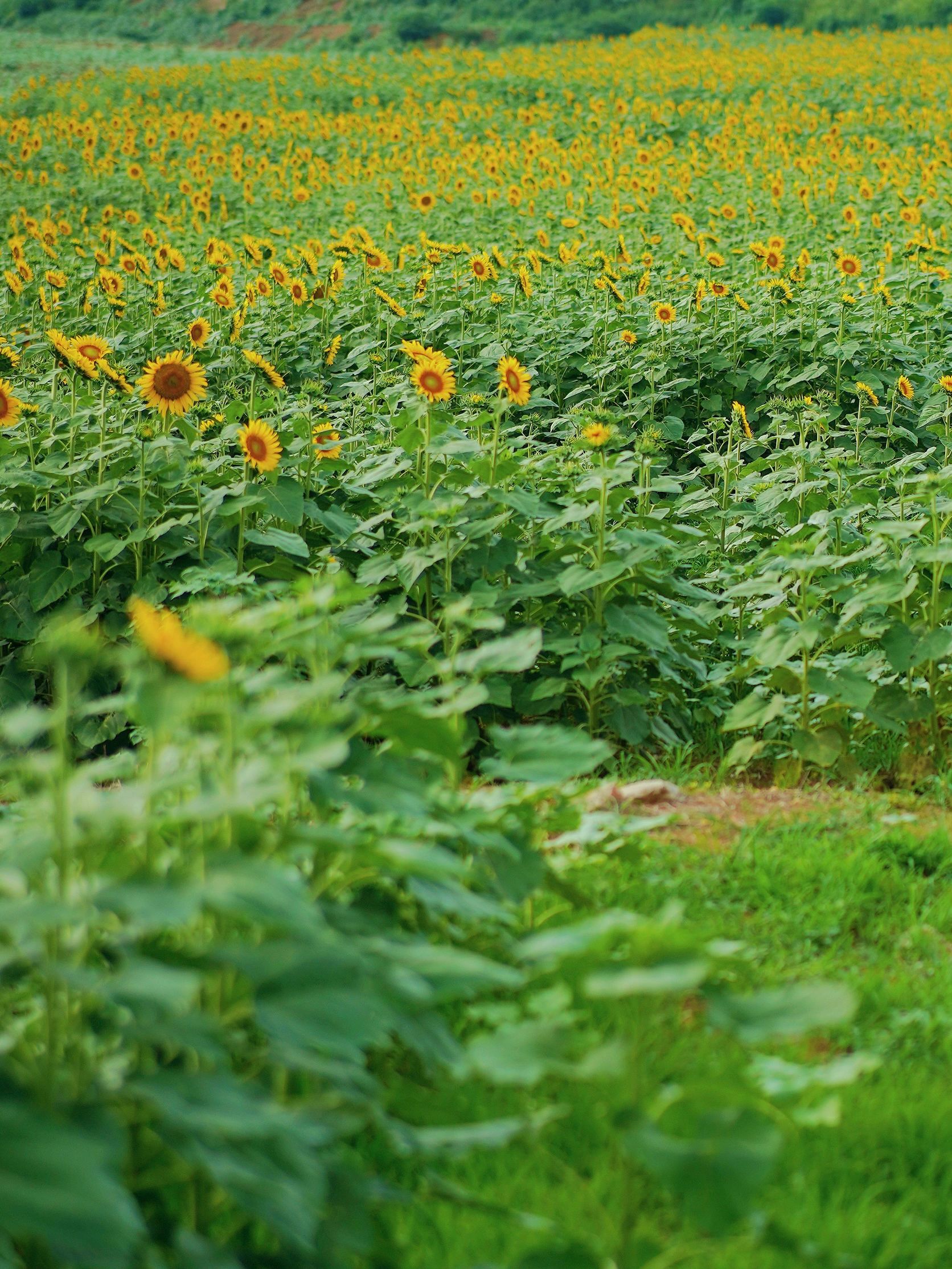 无意见发现这里 仿佛闯入了油画 成片的超大单头向日葵花海 随手出片