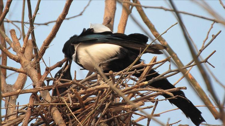 喜鹊——建筑大师