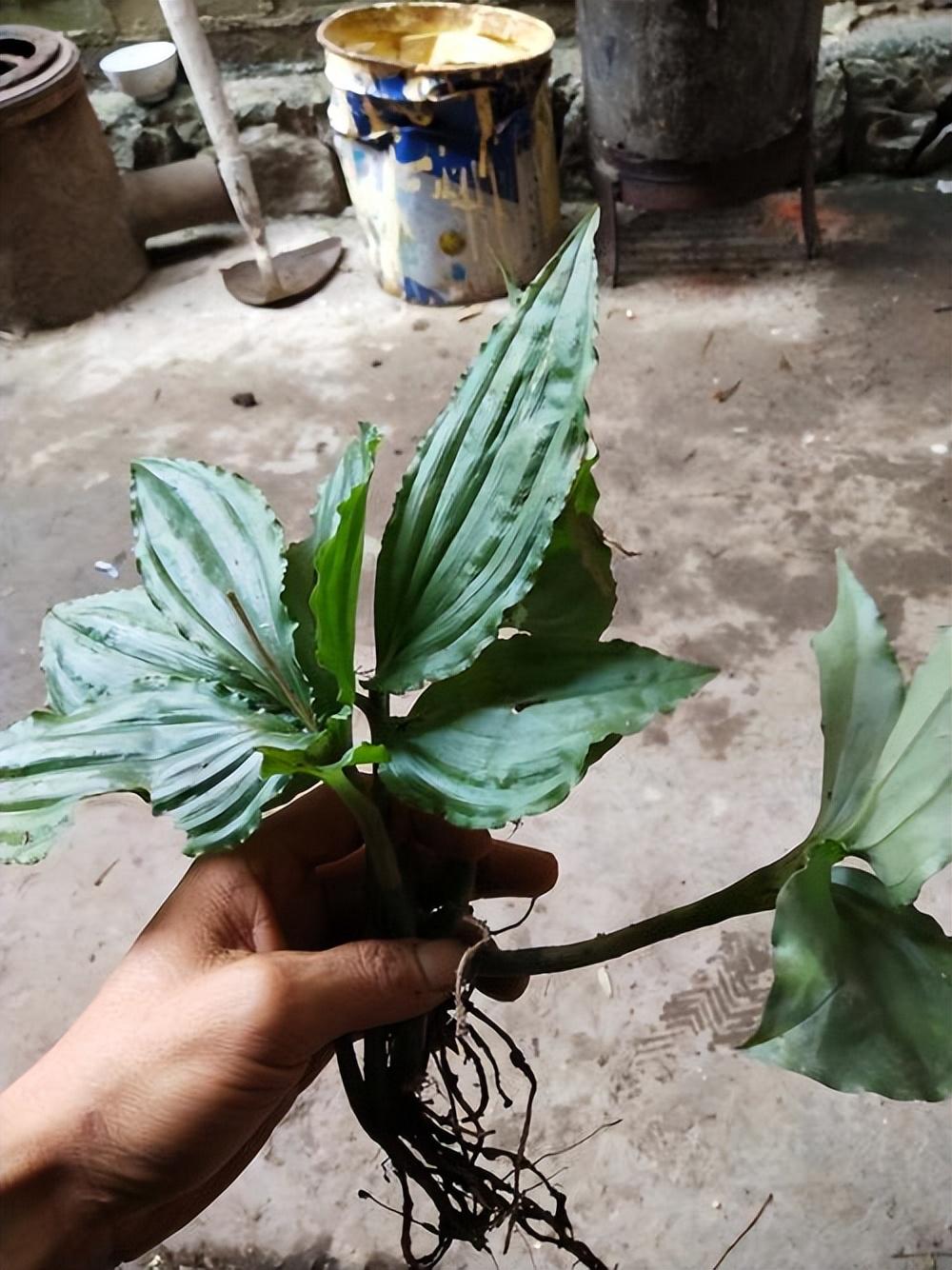 曾经农村常见的野草还经常出现在水边现在却卖230多元1斤