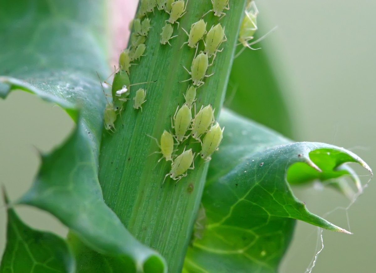 春季蔬菜种植关键就是预防蚜虫病害,影响着产量和品质