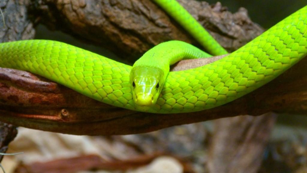 动物趣闻:非洲最致命的十大毒蛇,黑曼巴蛇并不是第一