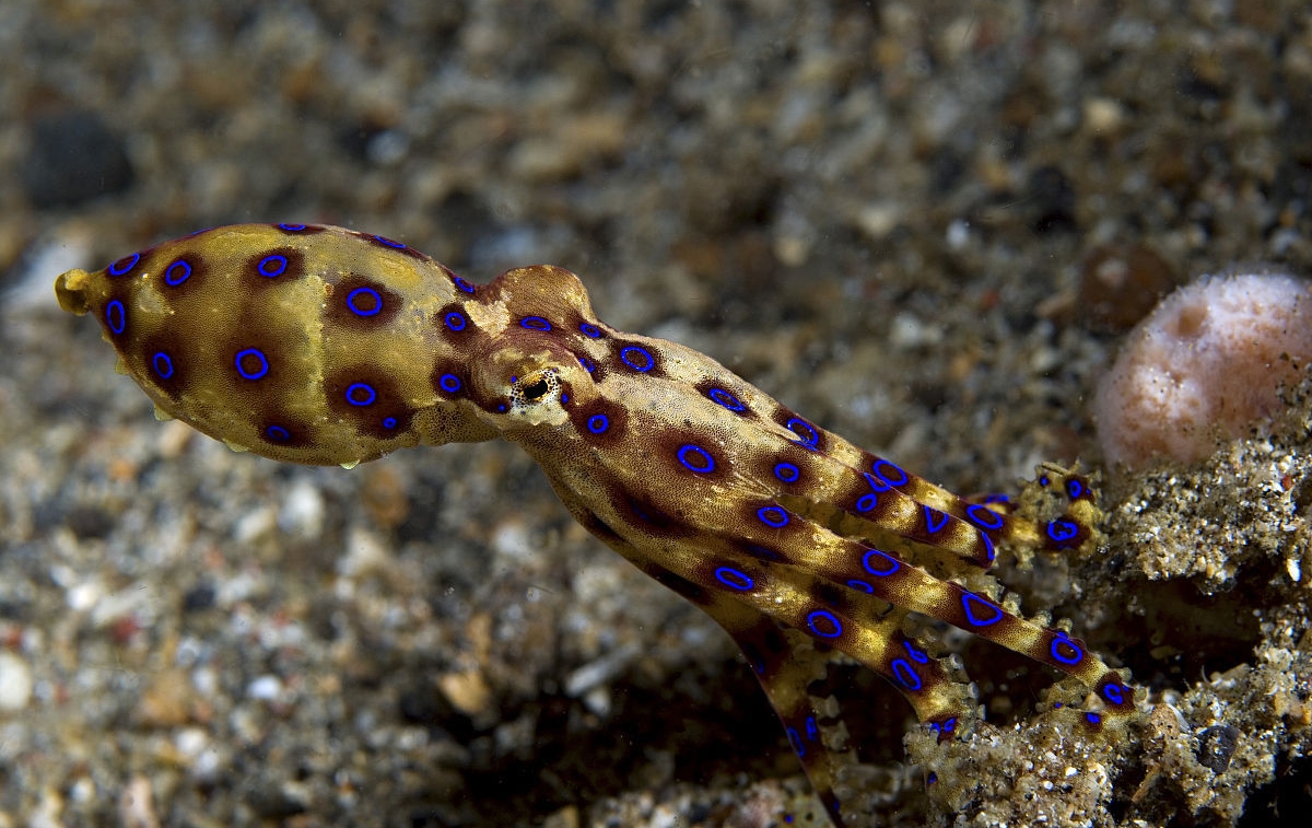 蓝环章鱼又上热搜了?上海寿司店疑似售卖蓝环章鱼,专家:无解药