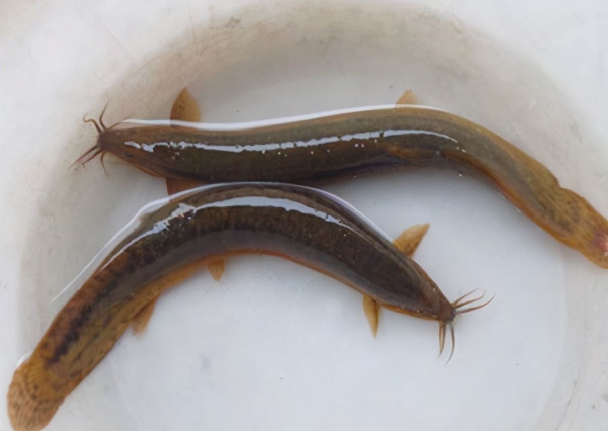 故事:妹妹生病哥哥替阿婆捉泥鳅,阿婆临走扔下一条泥鳅:心意